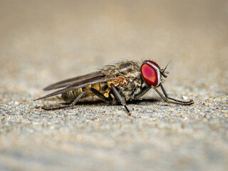 Fly on sand