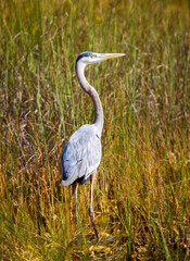 Photograph of a Great Blue Heron bird in the Everglades