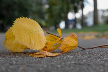 early autumn: fallen yellow leaves on the asphalt