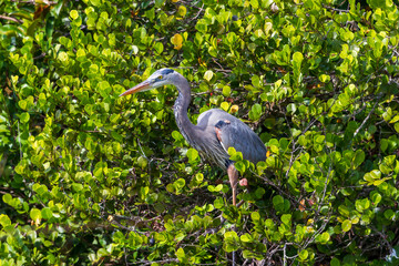Photograph of a Great Blue Heron bird in the Everglades