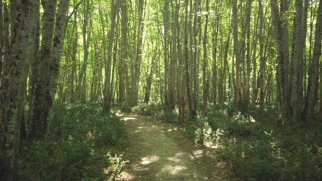 Igneada Longoz floodplain forests in summer. Longoz forests are rare ecosystems. Igneada Longoz Forests is a National Park in Turkey