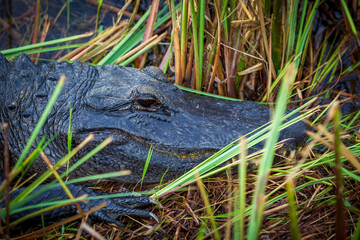 Photograph of an Alligator on land in the Everglades