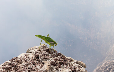 Cricket & volcano