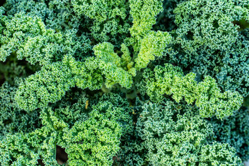 kale cabbage growing in the garden