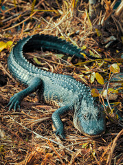 Photograph of an Alligator on land in the Everglades