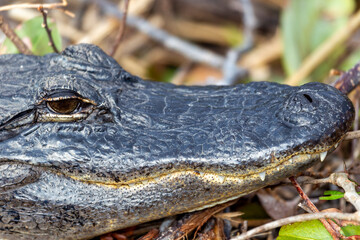 Photograph of an Alligator on land in the Everglades