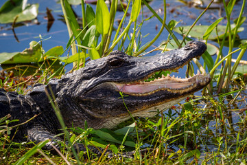 Photograph of an Alligator on land in the Everglades