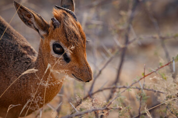 Dik dik, a cute animal from Namibia