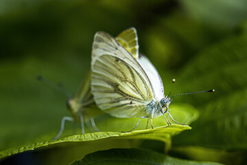 Green-veined white butterfly (Pieris napi) mating