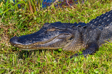 Photograph of an Alligator on land in the Everglades