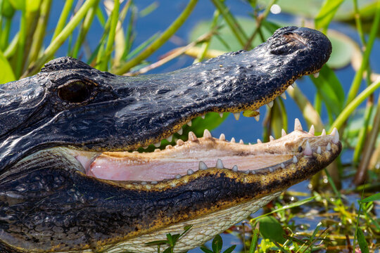 Photograph of an Alligator on land in the Everglades