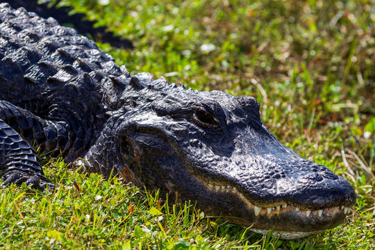 Photograph of an Alligator on land in the Everglades