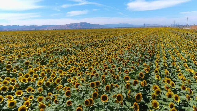 Aerial over gorgeous field of sunflowers in bright California sunshine near Gilroy, California.