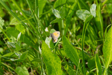 Small heath butterfly (Coenonympha pamphilus) sitting in grass in Zurich, Switzerland