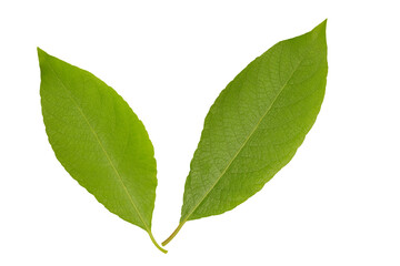 green leaf isolated on white