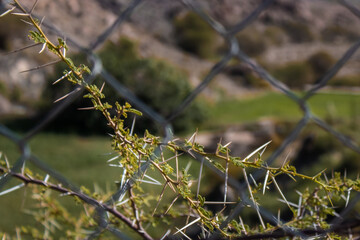 A plant with thorns behind a fence