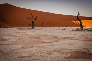 Dead acacia trees and red dunes in Deadvlei. Sossusvlei. Namib-Naukluft National Park, Namibia