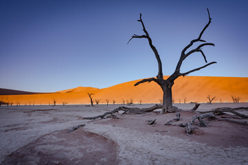 Dead acacia trees and red dunes in Deadvlei. Sossusvlei. Namib-Naukluft National Park, Namibia