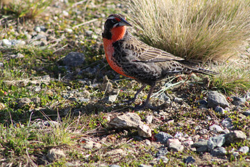 Ave silvestre en su hábitat, de color rojizo en el pecho

Wild bird in its habitat, reddish in color on the chest