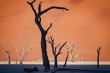 Dead acacia trees and red dunes in Deadvlei. Sossusvlei. Namib-Naukluft National Park, Namibia
