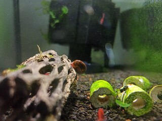 Caracol acuario agua dulce