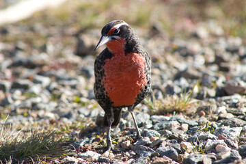 Ave silvestre en su hábitat, de color rojizo en el pecho

Wild bird in its habitat, reddish in color on the chest
