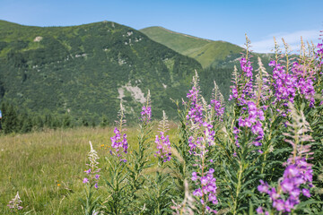 beautiful purple flowers growing in the mountains. lavender flowers