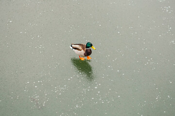 Winter frozen channel snow lake pond ice grey wild mallard duck swimming shore park. Animal fowl near water 