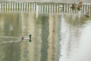 Winter frozen channel snow lake pond ice grey wild mallard duck swimming shore park. Animal fowl near water 
