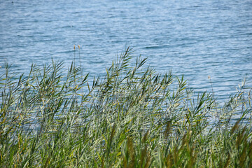 grass and water