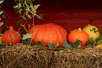 Decoration made of big orange pumpkins lying on a hay. Autumn vibes. Thanksgiving. 
