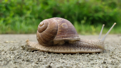 Sivestre land snail, Helix pomatia, Cornu aspersum. north of Italy