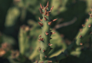 close up of cactus