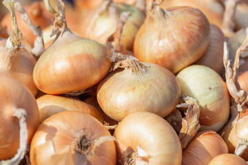 Yellow onions on the table in a heap.