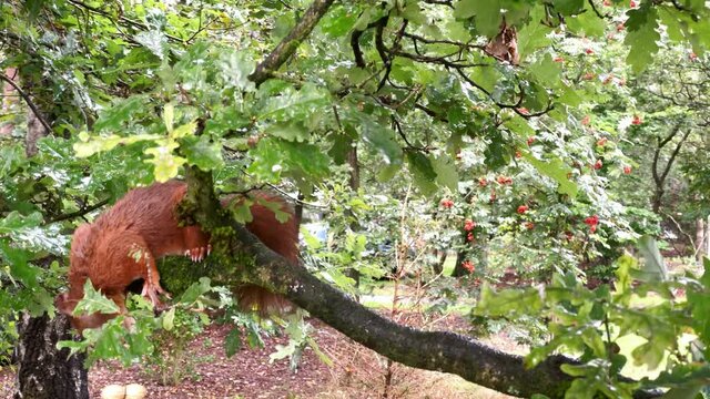 red squirrel, Sciurus vulgaris, grabs a peanut and eats it on the branch of an oak tree