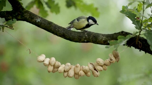 male great tit, Parus major, tries to grab peanut from a peanut strung on a string hanging from a branch of an oak tree