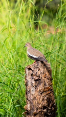 Dove resting