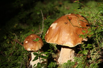 Penny Bun as Gourmet Food