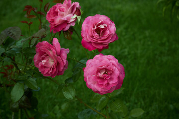 pink roses bouquet, blooming roses. Rose flowers bunch art design, nature.