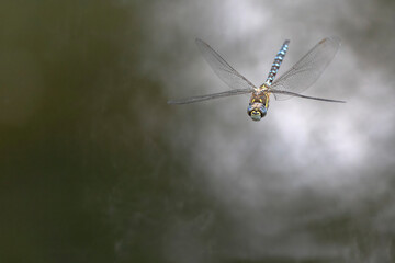 Migrant Hawker Aeshna mixta in flight over water