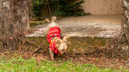 Portrait of a young Yorkshire terrier in a red Christmas sweater, outdoors
