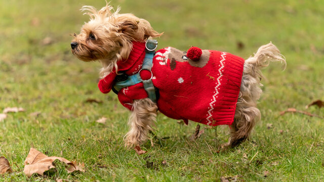 Yoga postures, training led by a female Yorkshire Terrier dog, with a blond coat, fascinating sports session	