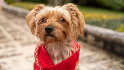 Portrait of a young female Yorkshire Terrier dog, with blond coat, in red sweater