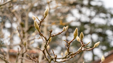 Magnolia bud in winter, close up