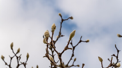 Magnolia bud in winter, close up