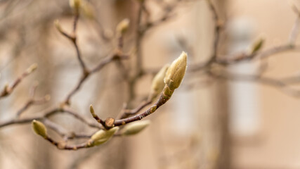 Magnolia bud in winter, close up