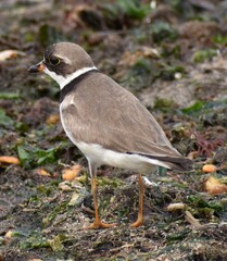Killdeer at the bay