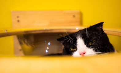 Selective of a lazy cat in a yellow room © Christopher Chin/Wirestock