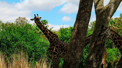 giraffe in the forest