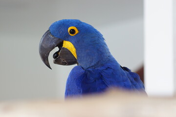 blue and yellow macaw
